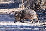 Javelina Bosque New Mexico Dec 2021